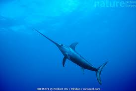 Image result for Xiphias gladius