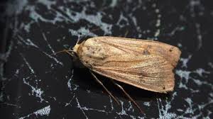 Attēlu rezultāti vaicājumam “Malacosoma castrensis male”