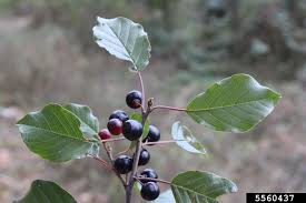 Attēlu rezultāti vaicājumam “Frangula alnus fruit”