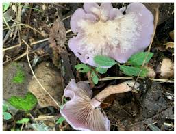 Attēlu rezultāti vaicājumam “Lepista sp.”