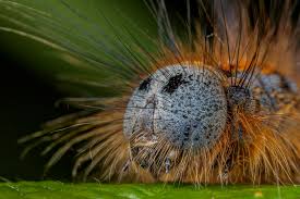 Attēlu rezultāti vaicājumam “Cabera exanthemata female”