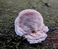 Attēlu rezultāti vaicājumam “Leptoporus mollis”