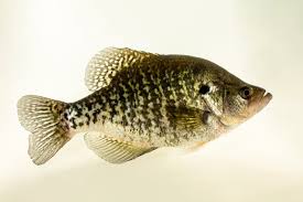 Image result for Pomoxis annularis