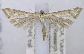 Attēlu rezultāti vaicājumam “Platyptilia tesseradactyla”