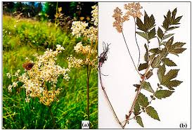 Image result for Filipendula ulmaria