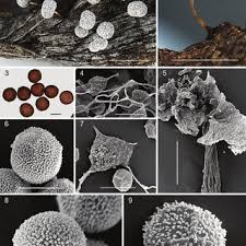 Attēlu rezultāti vaicājumam “Symphytocarpus flaccidus plasmodium”