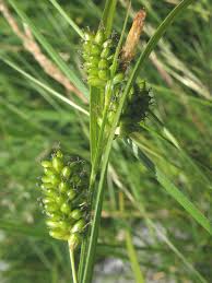 Attēlu rezultāti vaicājumam “Carex pallescens”