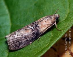 Attēlu rezultāti vaicājumam “Sciota adelphella”