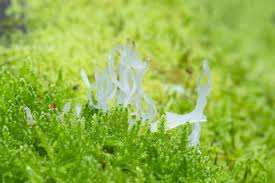 Attēlu rezultāti vaicājumam “Lentaria sp.”