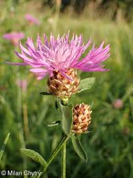Attēlu rezultāti vaicājumam “Centaurea jacea fruit”