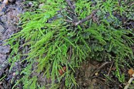 Attēlu rezultāti vaicājumam “Thamnobryum subserratum sporophyte”