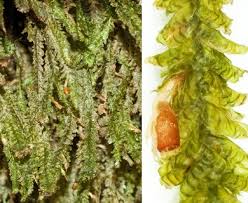 Attēlu rezultāti vaicājumam “Neckera pennata”