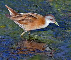 Image result for Porzana parva