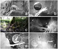 Attēlu rezultāti vaicājumam “Alcedo atthis nest”