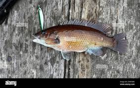 Image result for Tautogolabrus adspersus