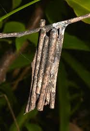 Attēlu rezultāti vaicājumam “Psychidae”