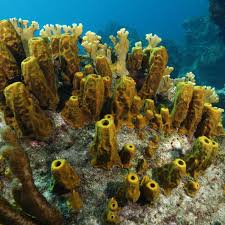 Attēlu rezultāti vaicājumam “Tubifera applanata”