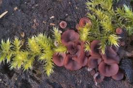 Attēlu rezultāti vaicājumam “Ascocoryne cylichnium”