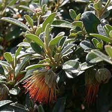 Attēlu rezultāti vaicājumam “Diderma deplanatum sessile”