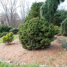 Attēlu rezultāti vaicājumam “Tsuga canadensis”