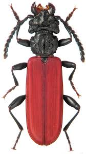 Attēlu rezultāti vaicājumam “Cucujidae”