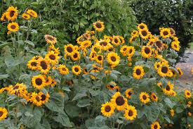 Image result for Helianthus annuus