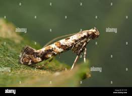 Attēlu rezultāti vaicājumam “Gracillaria syringella larva”