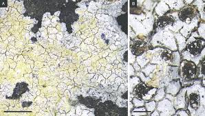 Attēlu rezultāti vaicājumam “Trapelia coarctata”