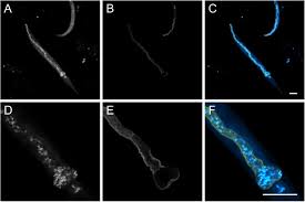 Attēlu rezultāti vaicājumam “Comatricha elegans var. microspora”