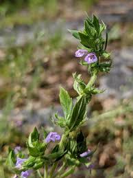 Attēlu rezultāti vaicājumam “Acinos arvensis flower”
