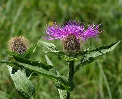 Image result for Centaurea pseudophrygia