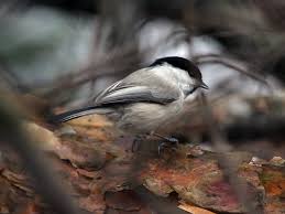 Attēlu rezultāti vaicājumam “Poecile montanus”