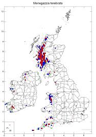 Attēlu rezultāti vaicājumam “Menegazzia terebrata”