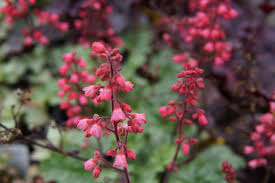 Image result for Heuchera `Midnight Rose`