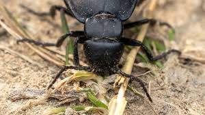 Attēlu rezultāti vaicājumam “Meloe sp.”