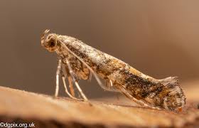 Attēlu rezultāti vaicājumam “Gracillaria syringella”