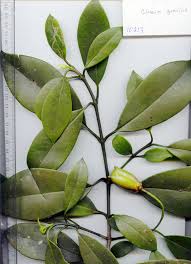 Attēlu rezultāti vaicājumam “Clusiaceae”