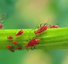 Attēlu rezultāti vaicājumam “Uroleucon hypochoeridis”