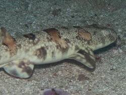 Image result for Haploblepharus edwardsii