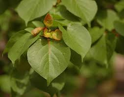 Attēlu rezultāti vaicājumam “Prunus armeniaca”