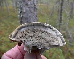 Attēlu rezultāti vaicājumam “Diplomitoporus flavescens”