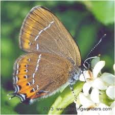 Attēlu rezultāti vaicājumam “Satyrium pruni”