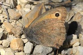 Attēlu rezultāti vaicājumam “Hyponephele lycaon male”