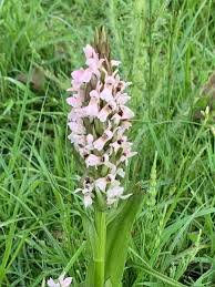 Attēlu rezultāti vaicājumam “Dactylorhiza incarnata leaf”