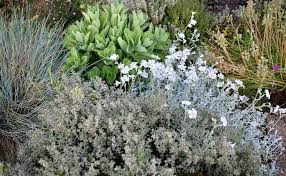 Image result for cerastium tomentosum