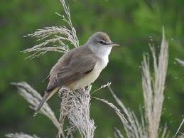 Attēlu rezultāti vaicājumam “Acrocephalus arundinaceus adult”