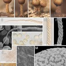 Attēlu rezultāti vaicājumam “Trichia botrytis var. cerifera stalked”