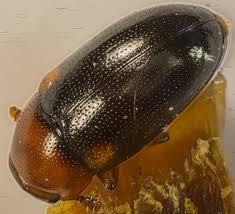 Attēlu rezultāti vaicājumam “Dacne bipustulata”