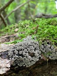 Attēlu rezultāti vaicājumam “Arcyria cinerea”