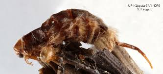 Attēlu rezultāti vaicājumam “Psyche casta”